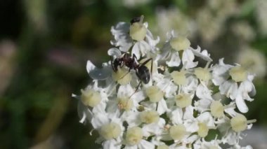 Doğadaki beyaz çiçekler üzerindeki karınca