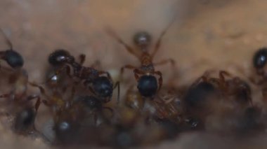 yapay karınca yuvası, işçi karıncalar, krisalis ve larva, İtalya.