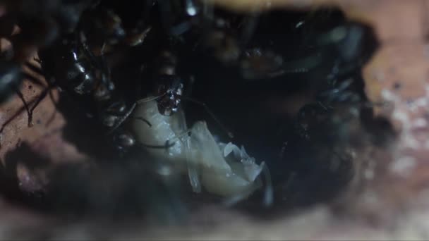 Mravenec Červený Mravenec Formica Rufa Lesní Mravenec Podzemí Umělé Mraveniště — Stock video