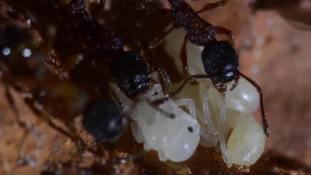 Umělý Mraveniště Uvnitř Dělníci Mravenci Krysalis Larvy Itálie Hmyz Podzemí — Stock video