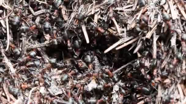 Ants Anthill Formica Rufa Alperna Gran Paradiso National Park Italien — Stockvideo