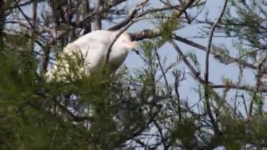 CATTLE HERON, BULCUS IBIS, Nest 'te, Camargue, Fransa. Kuş, yuva, beyaz balıkçıl, ağaçta, yuvada