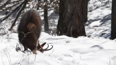 CHAMIOS, Ripicapra rupicapra, yemek, kar, alpler, Gran Paradiso Ulusal Parkı, İtalya