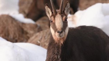 CHAMIOS, Ripicapra rupicapra, yemek, kar, alpler, Gran Paradiso Ulusal Parkı, İtalya