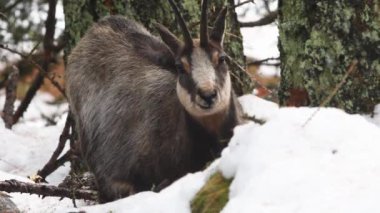 CHAMIOS, Ripicapra rupicapra, yemek, kar, alpler, Gran Paradiso Ulusal Parkı, İtalya
