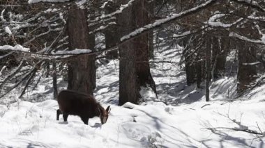  CHAMIOS, Ripicapra rupicapra, Snow, Alpler, Gran Paradiso Ulusal Parkı, İtalya 