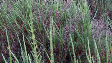  samphire, glasswort , Camargue, FRANCE.