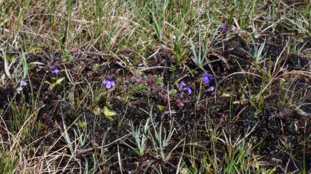 Carnivourus Plant Pinguicola Alpina Alpen Nationaal Park Gran Paradiso Italië — Stockvideo