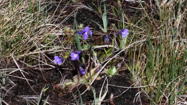 Carnivourus Plant Pinguicola Felina Alps Gran Paradiso National Park Italy — стоковое видео