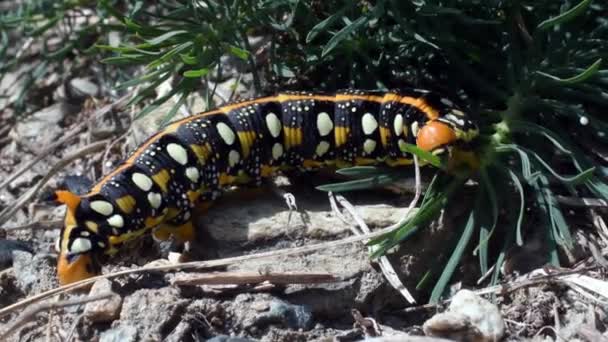 Celerio Euphorbiae Caterpillar Eat Parque Nacional Gran Paradiso Italia — Vídeo de stock