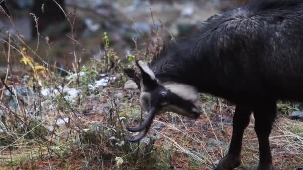 Portret Van Gemzen Herfst Nationaal Park Gran Paradiso Italië Rupicapra — Stockvideo