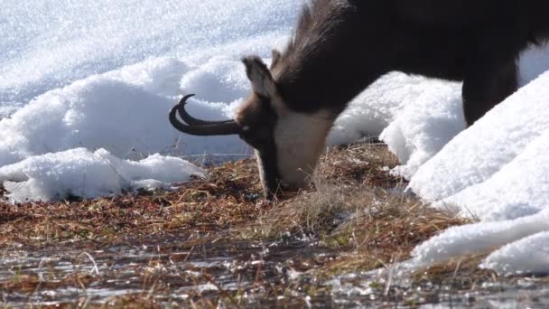 Chamois Mange Des Légumes Dans Tourbière Hiver Alpes Parc National — Video