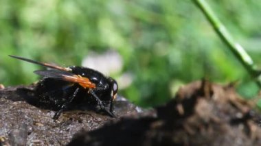 Yetişkin ev sineği ve diğer sinekler, Musca domestica, genellikle hayvan dışkısı ile ilişkilendirilir. 
