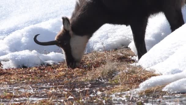 Zámiš Zeleninu Rašeliništi Zimě Alpách Národní Park Gran Paradiso Itálie — Stock video