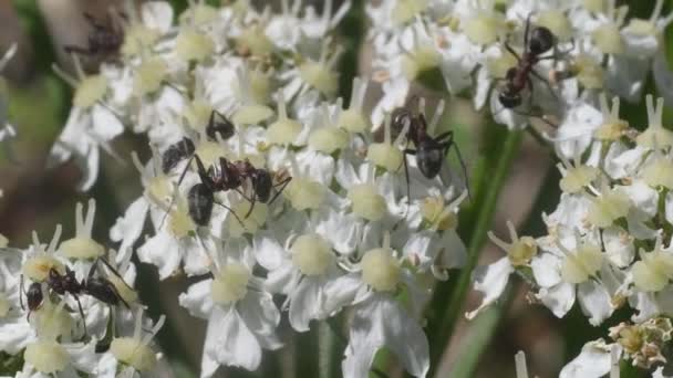 Mier Eten Bloem Alpen Gran Paradiso National Park Italië — Stockvideo