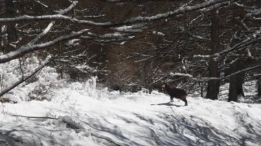 Rupicapra rupicapra, güveç, kar, buz, yiyecek arayışı, Gran Paradiso Ulusal Parkı, Cogne, Valnontey, Valle d 'Aosta, İtalya, kış, kötü hava.