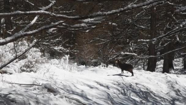 Rupicapra Rupicapra Gemzen Sneeuw Ijs Voedsel Zoeken Nationaal Park Gran — Stockvideo