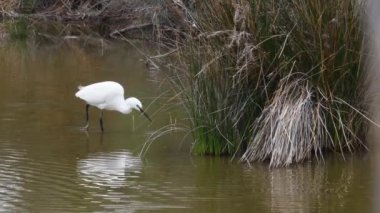 Küçük beyaz balıkçıl, Egretta garzetta, küçük balıkçıl, ortak balıkçıl, Ardeidae, kuş, Camargue, Fransa, gölet, bataklık, balıkçıl, beyaz, 