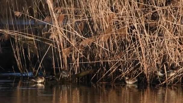 Teal Anas Crecca Duck Wild Duck Ticino River National Park — 图库视频影像