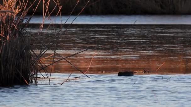 Teal Anas Crecca Duck Wild Duck Ticino River National Park — 图库视频影像