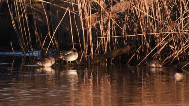 意大利提契诺河国家公园冬季鸭子 Teal Anas Crecca Duck Wild Duck — 图库视频影像
