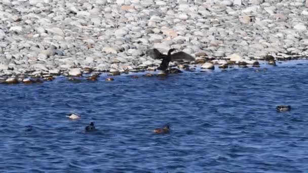 Kormorany Kaczki Park Narodowy Ticino River Włochy Ptaki Bagna Bagna — Wideo stockowe