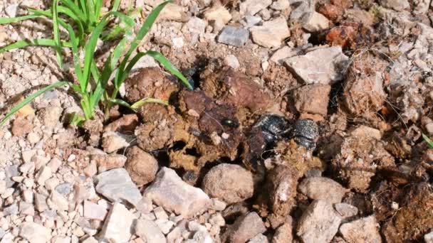 Ganajtúró Bogár Geotrupidák Bogarak Coleoptera Földunalmas Ganajtúró Bogarak Ganajtúró Bogár — Stock videók