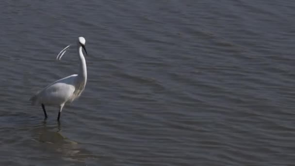 연못에 왜가리 Egretta Garzetta Fratle Egret Common Egret Ardeidae Bird — 비디오