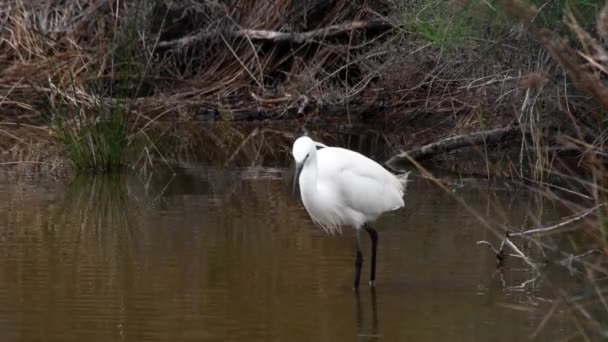 Kleine Witte Reiger Een Vijver Egretta Garzetta Kleine Zilverreiger Zilverreiger — Stockvideo