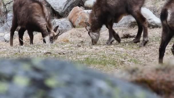 Zámiš Podzim Národní Park Gran Paradiso Itálie Rupicapra Rupicapra Zámiš — Stock video