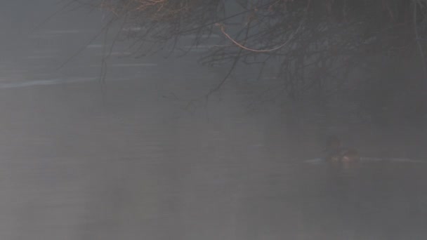 Mgła Kaczki Alzavola Comune Alzavola Eurasiatica Anas Crecca Mężczyzna Kobieta — Wideo stockowe