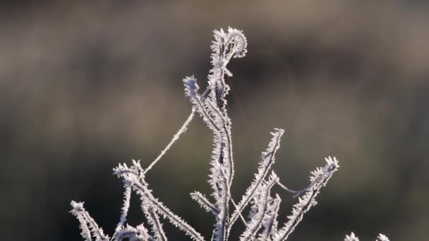 Frozen Bush Middle Winter Frozen Icy Cold Freeze Ticino River — стоковое видео