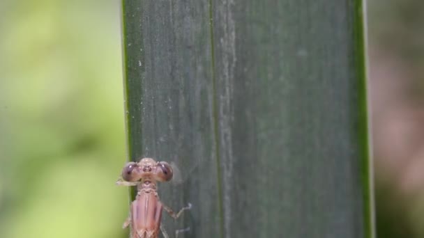 Блакитні Дамби Coenagrion Poella Неометаморфосат Сушить Крила — стокове відео