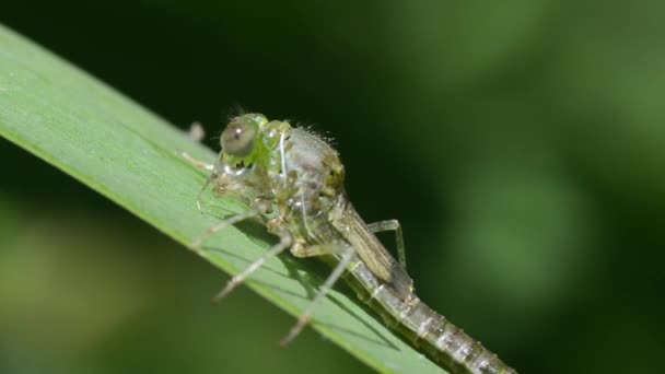 Damigella Azzurra Coenagrion Puella Durante Metamorfosi — Video Stock