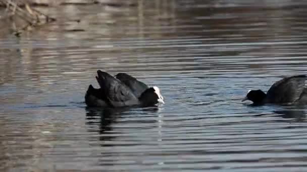 Coot Fulica Atra Eurasian Coot Adults Adults Fighting Fight Lago — Stock video