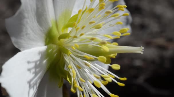 Stamens Pistils Christmas Rose Black Hellebore Helleborus Niger Perennial Flower — 비디오