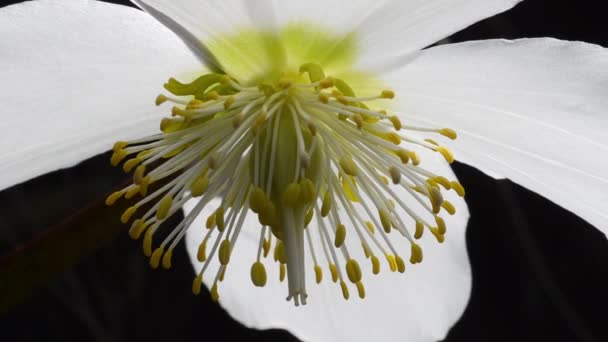 Stamens Pistils Christmas Rose Black Hellebore Helleborus Niger Perennial Flower — 비디오