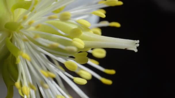 Uitbreiding Van Meeldraden Stampers Kerstroos Zwarte Hellebaars Helleborus Niger Meerjarige — Stockvideo