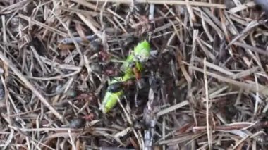 Gran Paradiso Ulusal Parkı 'ndaki karınca yuvasında çekirge taşırlar.