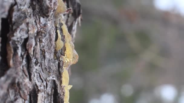 Resine Sur Chemin Recherche Hiver Parc National Gran Paradiso Larix — Video