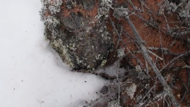 Zarośla Śniegiem Porostami Drewno Zima Zimno Mróz Mróz Drzewa Las — Wideo stockowe