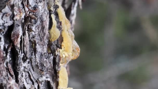 关于Larch Trunk Winter Gran Paradiso National Park Larix Decidua Wood — 图库视频影像