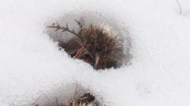 Cardus in the Snow, Carlina acaulis, the stemless carline thistle, dwarf carline thistle, or silver thistle, dicotyledonous flowering family Asteraceae, Lillaz, Gran Paradiso National Park, Italy,