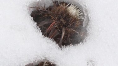 Cardus in the Snow, Carlina acaulis, the stemless carline thistle, dwarf carline thistle, or silver thistle, dicotyledonous flowering family Asteraceae, Lillaz, Gran Paradiso National Park, Italy,