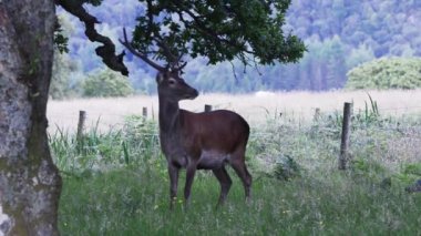 Kızıl Geyik, Cervus elaphus, memeli, ot, tarla, Forth Wiliams, İskoçya, İngiltere, Birleşik Krallık,