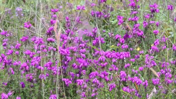 冬の健康 冬の開花の健康 春の健康 高山病 エリカカーネア エリカハーバキア エリカ地中海 スカイ スカイ島 スコットランド — ストック動画