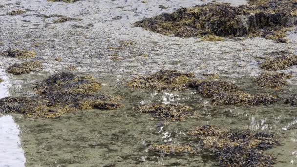 Przypływ Przypływ Przypływ Algi Plaża Piasek Woda Szkocja Zjednoczone Królestwo — Wideo stockowe