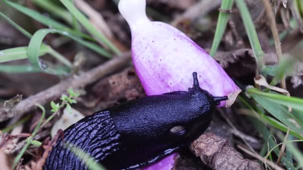 Babosa Está Comiendo Una Flor Zorro Babosa Gasteropoda Gales Reino — Vídeo de stock