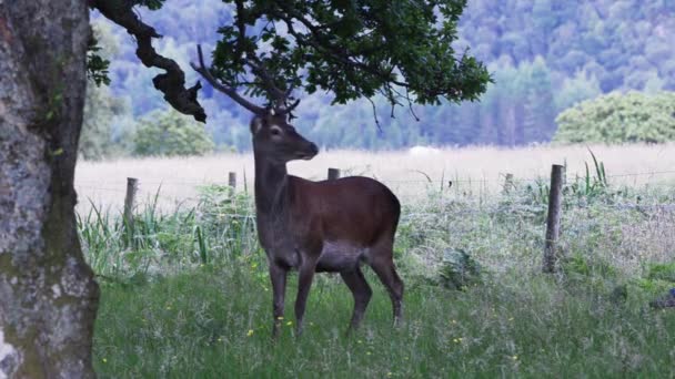 Ciervo Rojo Cervus Elaphus Mamífero Hierba Campo Forth Wiliams Escocia — Vídeos de Stock