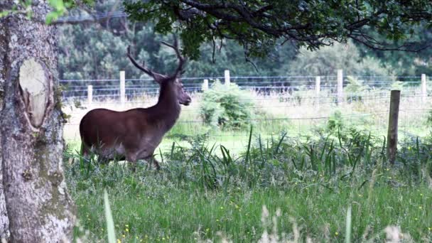 Red Deer Cervus Elaphus Mammal Grass Field Forth Wiliams Schotland — Stockvideo